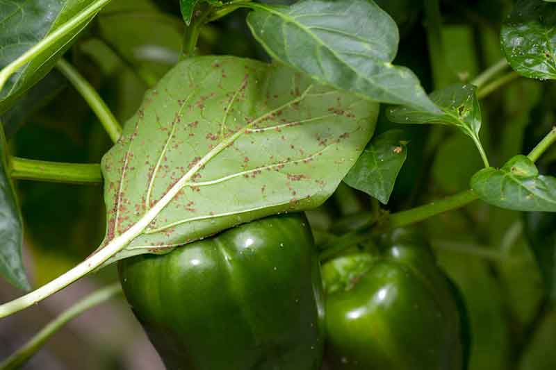 Capsicum annuum var. 'Pimiento California Wonder'